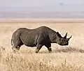 Black rhinoceros