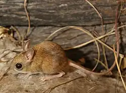 Brown mouse