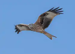 Red kite, Novara, Piedmont