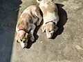 Puppies