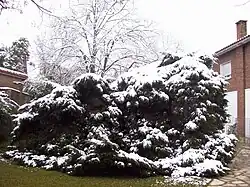 Snow in Ranelagh, Buenos Aires