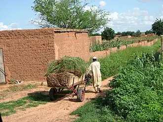 Agriculture in Tibiri Department