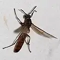 Apoica (Apoica) thoarcica in French Guyana