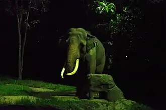 Bull Asian elephant, Chawang