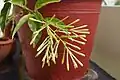 Cestrum nocturnum buds