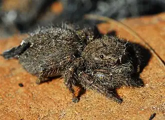 female