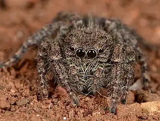 female