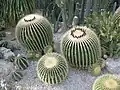 Cacti