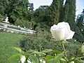 White roses