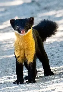 Black and yellow mustelid on the ground