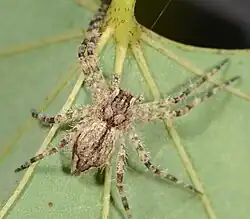 juvenile female