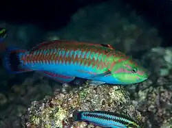 Adult