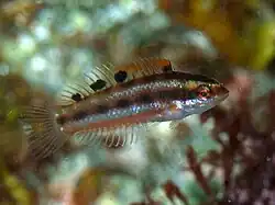 Juvenile