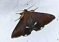 Achaea serva