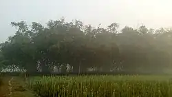 Nokari