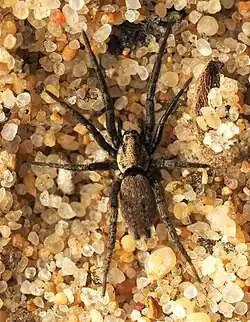 N. exornata