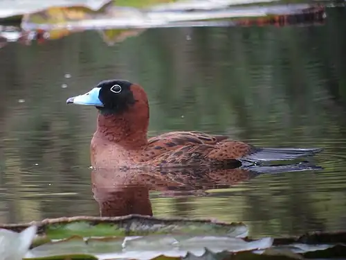 Male