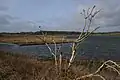 Reed beds and periodically submerged islets at the lake.