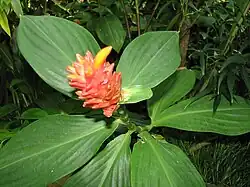 One of the many flowering plants at the zoo