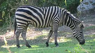 Zebra