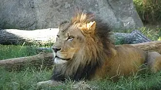 Lion