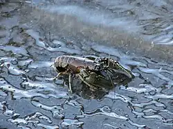 Adult