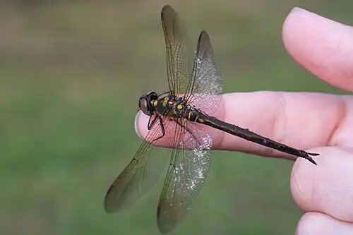 Female, identifiable by the straight, leaf-like anal appendages, paired yellow spots, and the unwaisted abdomen. Note also the yellowish tint towards the leading edges of the wings.