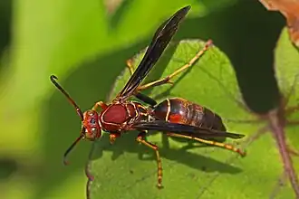 P. fuscatus from Florida with a black solid abdomen and red spots