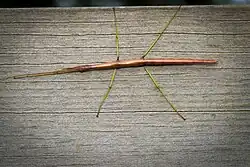 Brown insect with long green legs, first pair outstretched and appressed to the small head