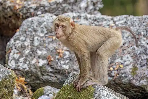 juvenile male