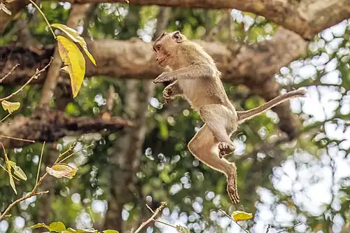 juvenile male jumping