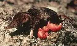 Brown shrew