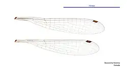 Female wings