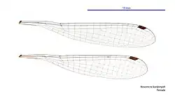 Female wings