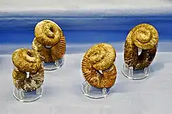 Fossils of Nostoceras malagasyense from Campanian of Tulear (Madagascar)