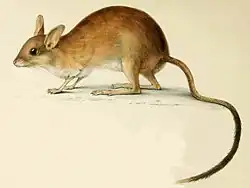Brown mouse