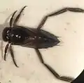 Notonecta uhleri, North Carolina