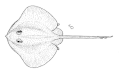 Drawing by Dr Tony Ayling