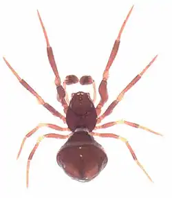 male Novanapis spinipes