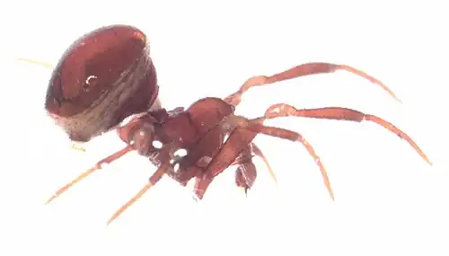 male N. spinipes