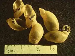 Several shells
