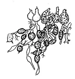 Nowakowskiella multispora