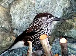 Northern nutcracker, Aosta Valley