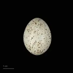 Egg of northern nutcracker