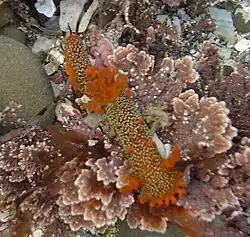 A brown individual of Triopha maculata in a Central California tide pool.