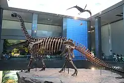 "Nurosaurus"