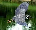Flying