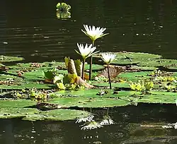 In Lake Nicaragua