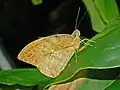 H. g. aturia