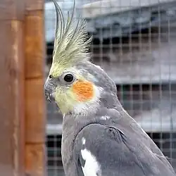 Cockatiel (Nymphicus hollandicus)